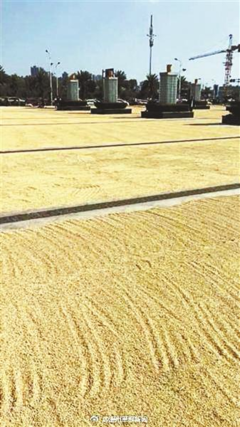 从“晒粮占广场”到“限时开放” 城乡治理如何在规则中柔化温度